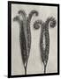 Blossfeldt Botanical II-Karl Blossfeldt-Framed Photographic Print