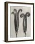 Blossfeldt Botanical II-Karl Blossfeldt-Framed Photographic Print