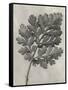 Blossfeldt Botanical III-Karl Blossfeldt-Framed Stretched Canvas