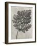 Blossfeldt Botanical III-Karl Blossfeldt-Framed Photographic Print