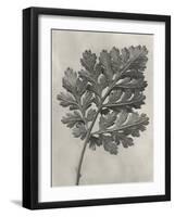 Blossfeldt Botanical III-Karl Blossfeldt-Framed Photographic Print