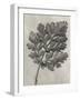 Blossfeldt Botanical III-Karl Blossfeldt-Framed Photographic Print