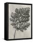 Blossfeldt Botanical III-Karl Blossfeldt-Framed Stretched Canvas