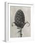 Blossfeldt Botanical IV-Karl Blossfeldt-Framed Photographic Print