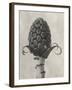 Blossfeldt Botanical IV-Karl Blossfeldt-Framed Photographic Print