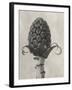 Blossfeldt Botanical IV-Karl Blossfeldt-Framed Photographic Print