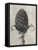 Blossfeldt Botanical IV-Karl Blossfeldt-Framed Stretched Canvas