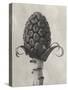 Blossfeldt Botanical IV-Karl Blossfeldt-Stretched Canvas