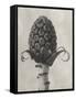 Blossfeldt Botanical IV-Karl Blossfeldt-Framed Stretched Canvas