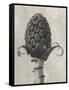 Blossfeldt Botanical IV-Karl Blossfeldt-Framed Stretched Canvas