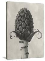 Blossfeldt Botanical IV-Karl Blossfeldt-Stretched Canvas