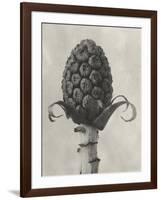 Blossfeldt Botanical IV-Karl Blossfeldt-Framed Photographic Print