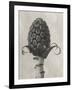 Blossfeldt Botanical IV-Karl Blossfeldt-Framed Photographic Print