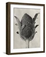 Blossfeldt Botanical VI-Karl Blossfeldt-Framed Photographic Print