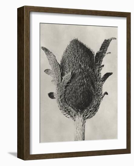 Blossfeldt Botanical VI-Karl Blossfeldt-Framed Photographic Print