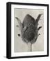 Blossfeldt Botanical VI-Karl Blossfeldt-Framed Photographic Print