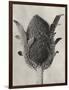 Blossfeldt Botanical VI-Karl Blossfeldt-Framed Photographic Print