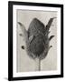 Blossfeldt Botanical VI-Karl Blossfeldt-Framed Photographic Print
