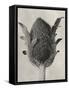 Blossfeldt Botanical VI-Karl Blossfeldt-Framed Stretched Canvas