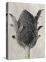 Blossfeldt Botanical VI-Karl Blossfeldt-Stretched Canvas