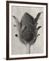 Blossfeldt Botanical VI-Karl Blossfeldt-Framed Photographic Print