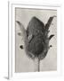 Blossfeldt Botanical VI-Karl Blossfeldt-Framed Photographic Print