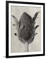 Blossfeldt Botanical VI-Karl Blossfeldt-Framed Photographic Print