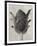 Blossfeldt Botanical VI-Karl Blossfeldt-Framed Photographic Print