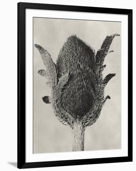 Blossfeldt Botanical VI-Karl Blossfeldt-Framed Photographic Print