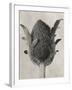 Blossfeldt Botanical VI-Karl Blossfeldt-Framed Photographic Print