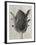 Blossfeldt Botanical VI-Karl Blossfeldt-Framed Photographic Print