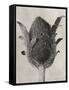 Blossfeldt Botanical VI-Karl Blossfeldt-Framed Stretched Canvas