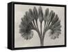 Blossfeldt Botanical VII-Karl Blossfeldt-Framed Stretched Canvas