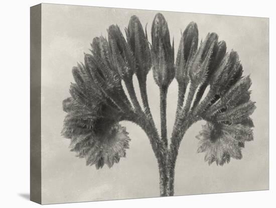 Blossfeldt Botanical VII-Karl Blossfeldt-Stretched Canvas