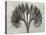 Blossfeldt Botanical VII-Karl Blossfeldt-Stretched Canvas