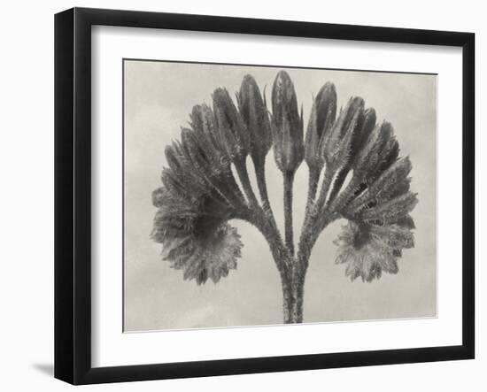 Blossfeldt Botanical VII-Karl Blossfeldt-Framed Photographic Print