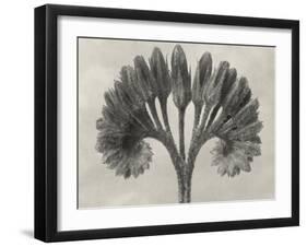 Blossfeldt Botanical VII-Karl Blossfeldt-Framed Photographic Print