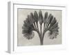 Blossfeldt Botanical VII-Karl Blossfeldt-Framed Photographic Print