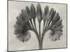 Blossfeldt Botanical VII-Karl Blossfeldt-Mounted Photographic Print