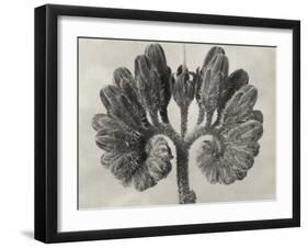 Blossfeldt Botanical VIII-Karl Blossfeldt-Framed Photographic Print