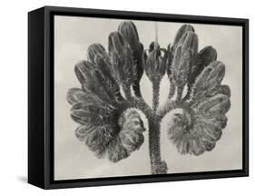 Blossfeldt Botanical VIII-Karl Blossfeldt-Framed Stretched Canvas