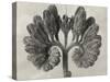 Blossfeldt Botanical VIII-Karl Blossfeldt-Stretched Canvas