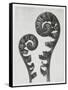 Blossfeldt Fern I-Karl Blossfeldt-Framed Stretched Canvas