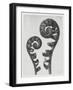 Blossfeldt Fern I-Karl Blossfeldt-Framed Photographic Print