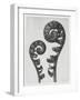 Blossfeldt Fern I-Karl Blossfeldt-Framed Photographic Print