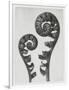 Blossfeldt Fern I-Karl Blossfeldt-Framed Photographic Print