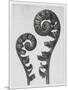 Blossfeldt Fern I-Karl Blossfeldt-Mounted Photographic Print