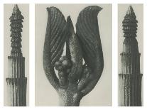 Polypedium Vulgare-Blossfeldt Karl-Giclee Print