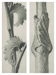 Equisetum Hiemale-Blossfeldt Karl-Giclee Print