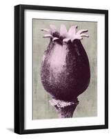 Blossfeldt Redeux I-Vision Studio-Framed Art Print